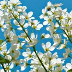 Japansk miniprydkirsebær Tilbud fra 18.03.2017