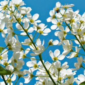 Japansk miniprydkirsebær