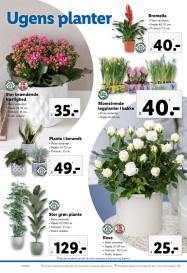 Lidl tilbudsavis fra 26.01.2025 Side.34 